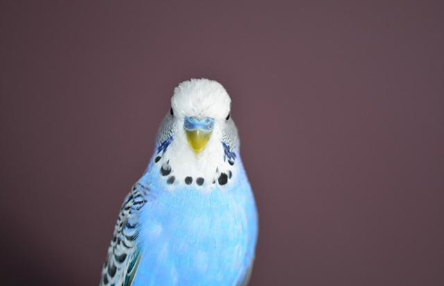 インコが口から食べ物を食べてくれる夢
