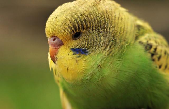 インコが言葉を真似する夢
