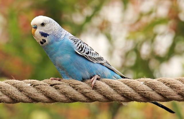 インコが鳴き声を響かせる夢