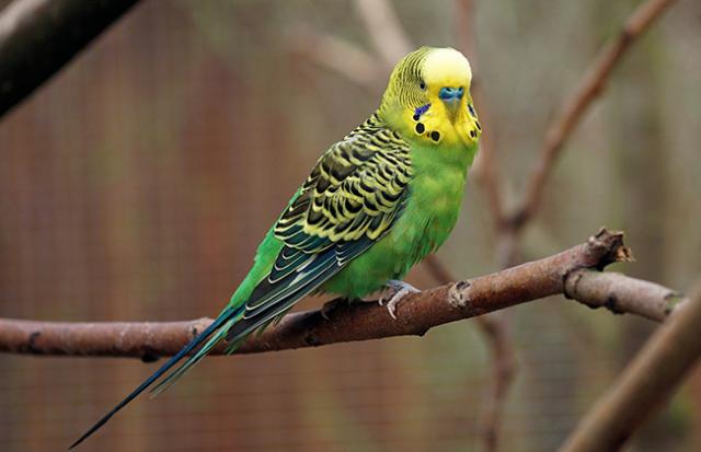 インコが部屋の中で飛び回る夢