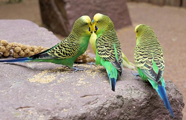 インコが水を飲む夢