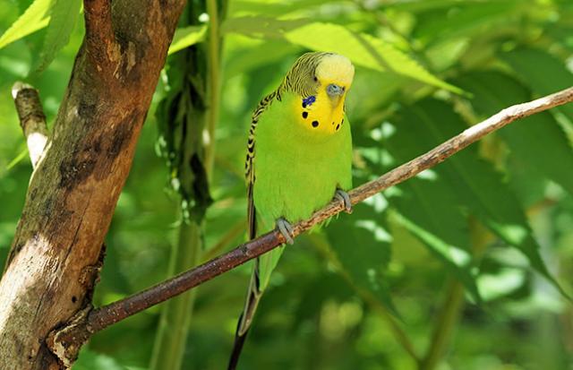 インコを手に乗せる夢