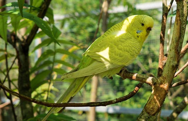 インコが餌を食べる夢