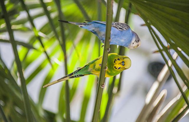 インコをたくさん捕まえる