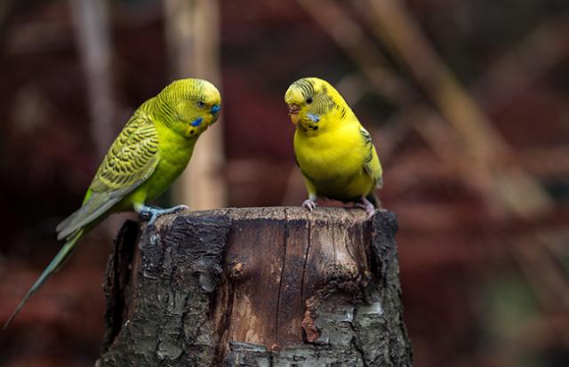 インコが死ぬ