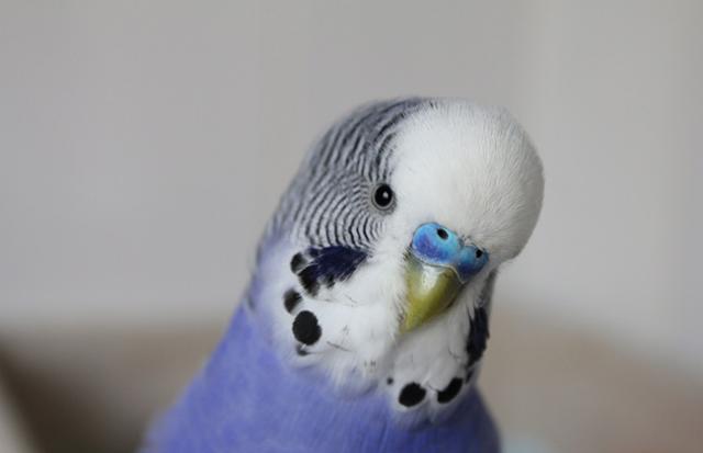 インコがたくさんいる
