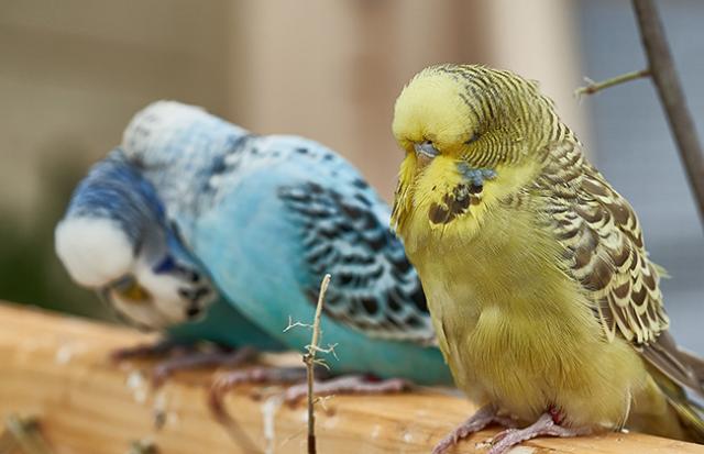 オウムと一緒にいるインコの夢