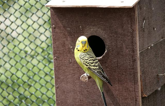 インコの餌を買いに行く夢
