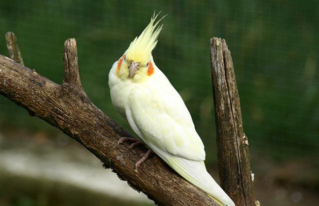 空の餌箱をインコがつつく夢