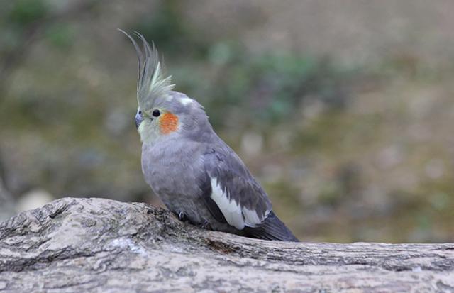 インコの卵をもらう夢