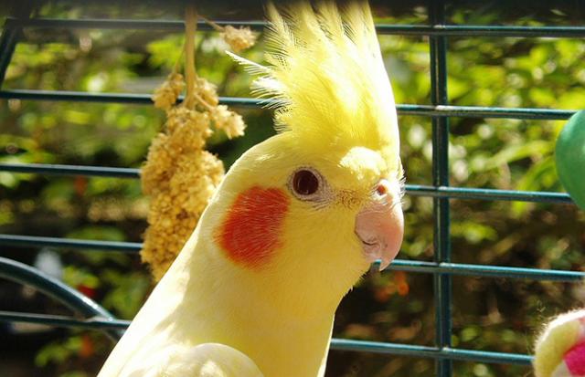 インコをもらう夢