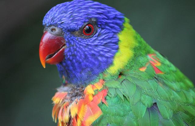 インコが逃げる夢