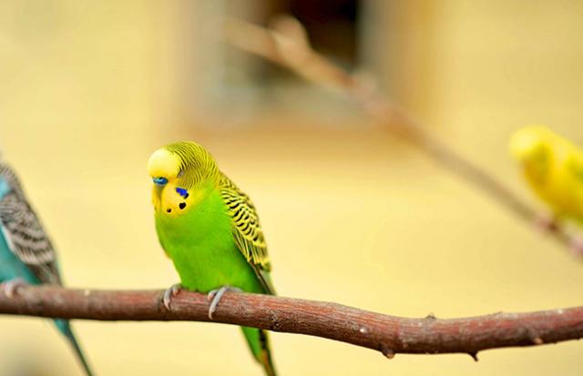 インコを逃がす夢