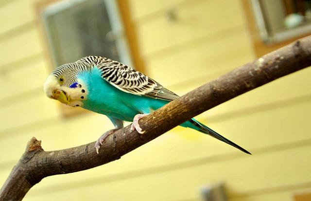 インコを飼う夢