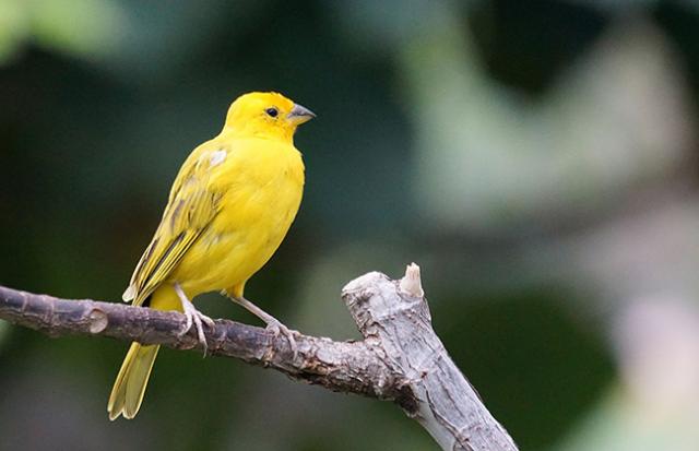 インコに噛まれる夢