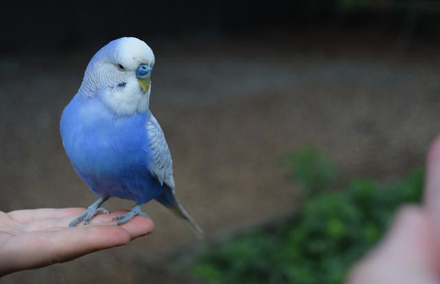 なついてくるインコの夢