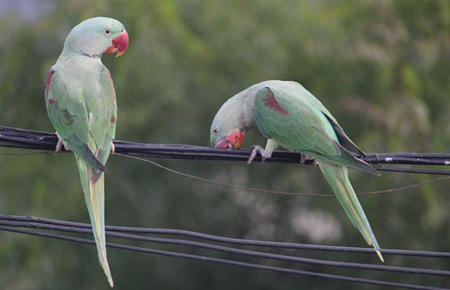 話しかけてくるインコの夢