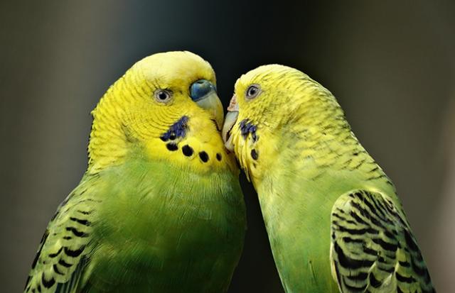 人間の言葉を繰り返すインコの夢