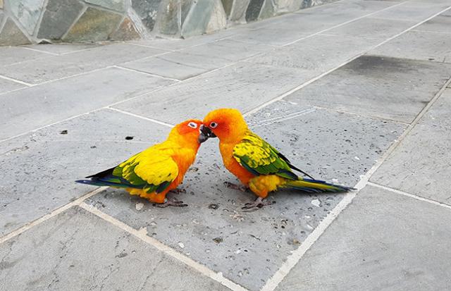 インコの糞の夢