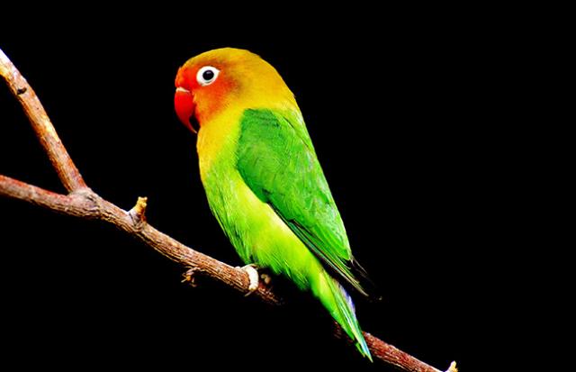 弱ったインコの夢