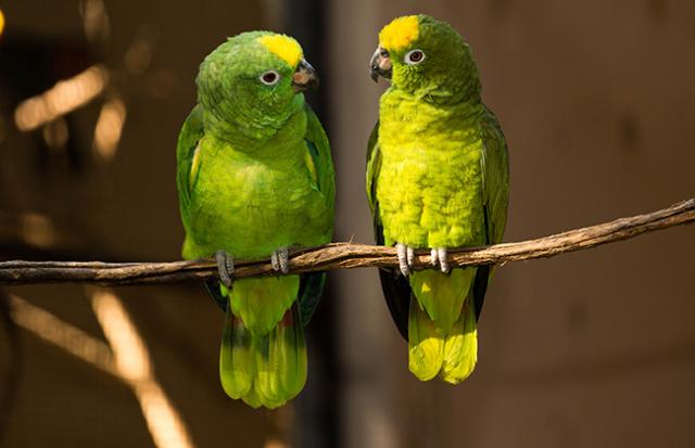 暗い青のインコの夢