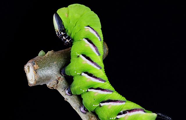 芋虫を捕まえて逃がす夢