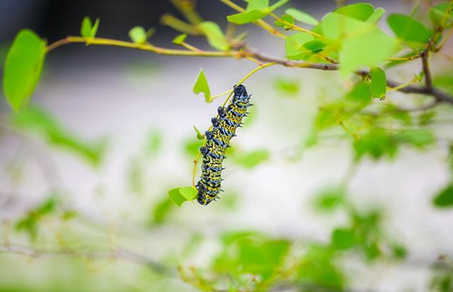 大きい芋虫が出てくる夢