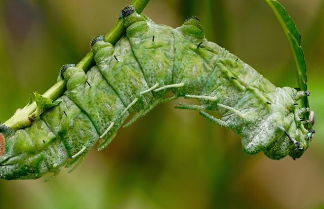 大量の芋虫を見てうれしいと感じる夢