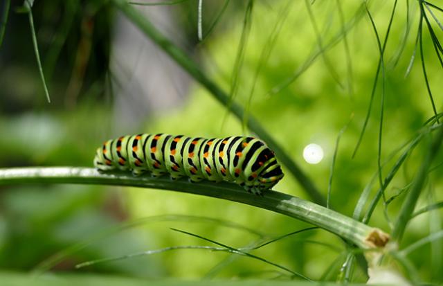 芋虫が目の前を通りすぎていく夢