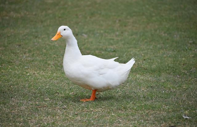白い蟹が食べられる夢