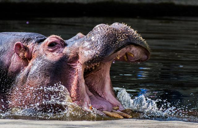 怪獣に追いかけられて逃げ切る夢