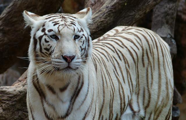 「ホワイトタイガー(白い虎)」の夢を見る意味とは？夢占いでの解釈 SPITOPI
