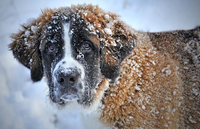 犬のうんこを見て不快に感じない夢