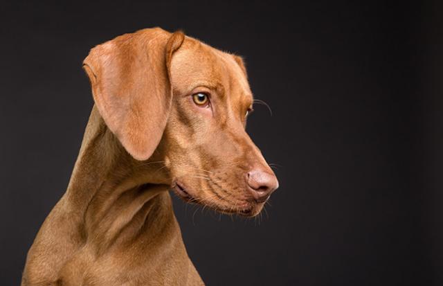 犬の餌 の夢を見る意味とは 夢占いでの解釈 Spitopi