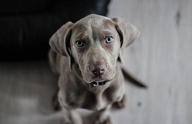 白い犬がうんこをする夢