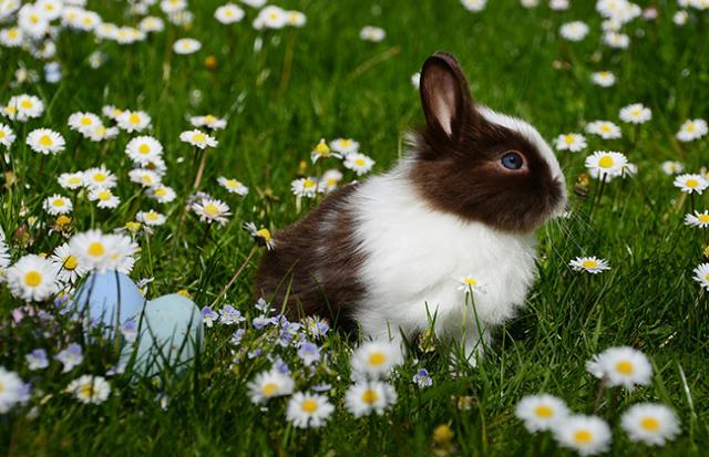 女性がたくさんのウサギを飼う夢