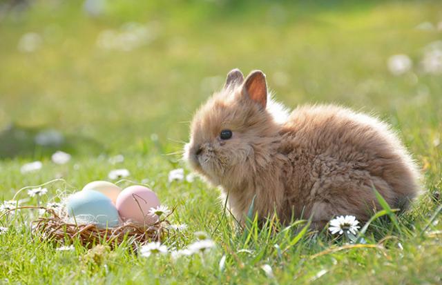 女性がオスとメスのつがいのウサギを飼う夢