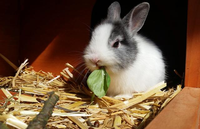 ウサギを食べる夢