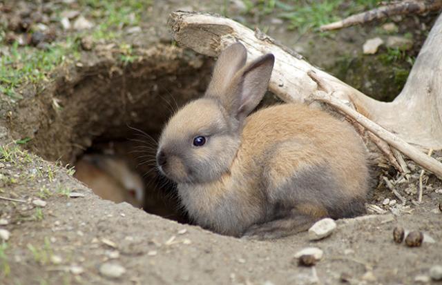 ウサギが飛び込んでくる夢