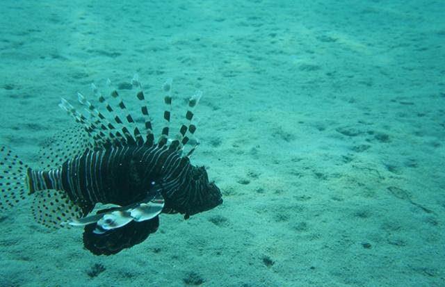 海に大切な物が落ちていく夢