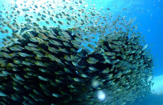 海で溺れる夢